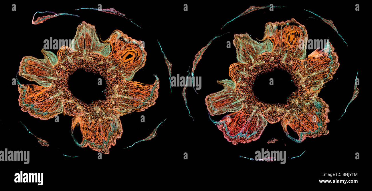 Darkfield photomicrographie chrysanthème segentumCorn Marigold XS base du bouton floral Banque D'Images