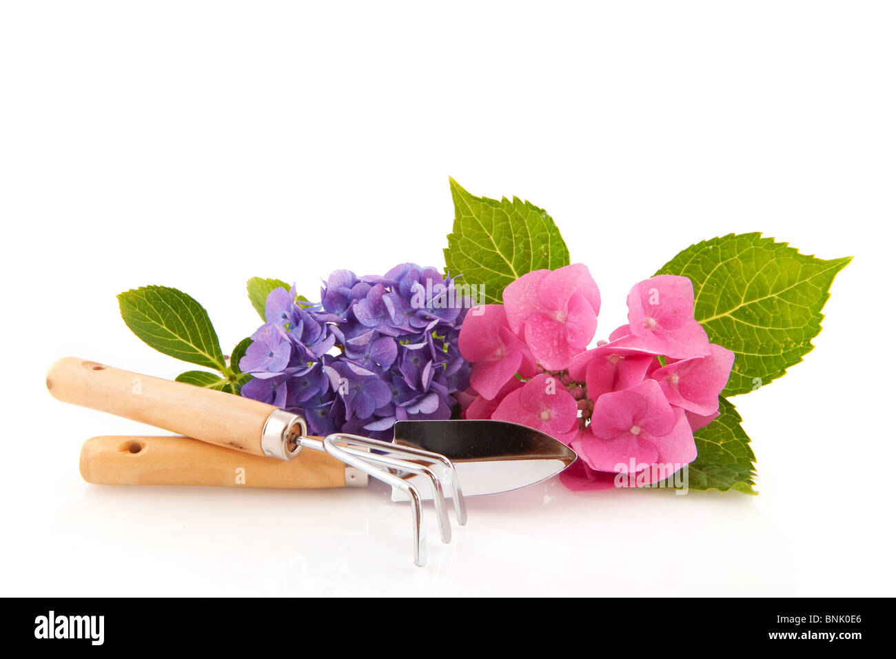 Hortensia rose et bleu avec des outils de jardinage Banque D'Images