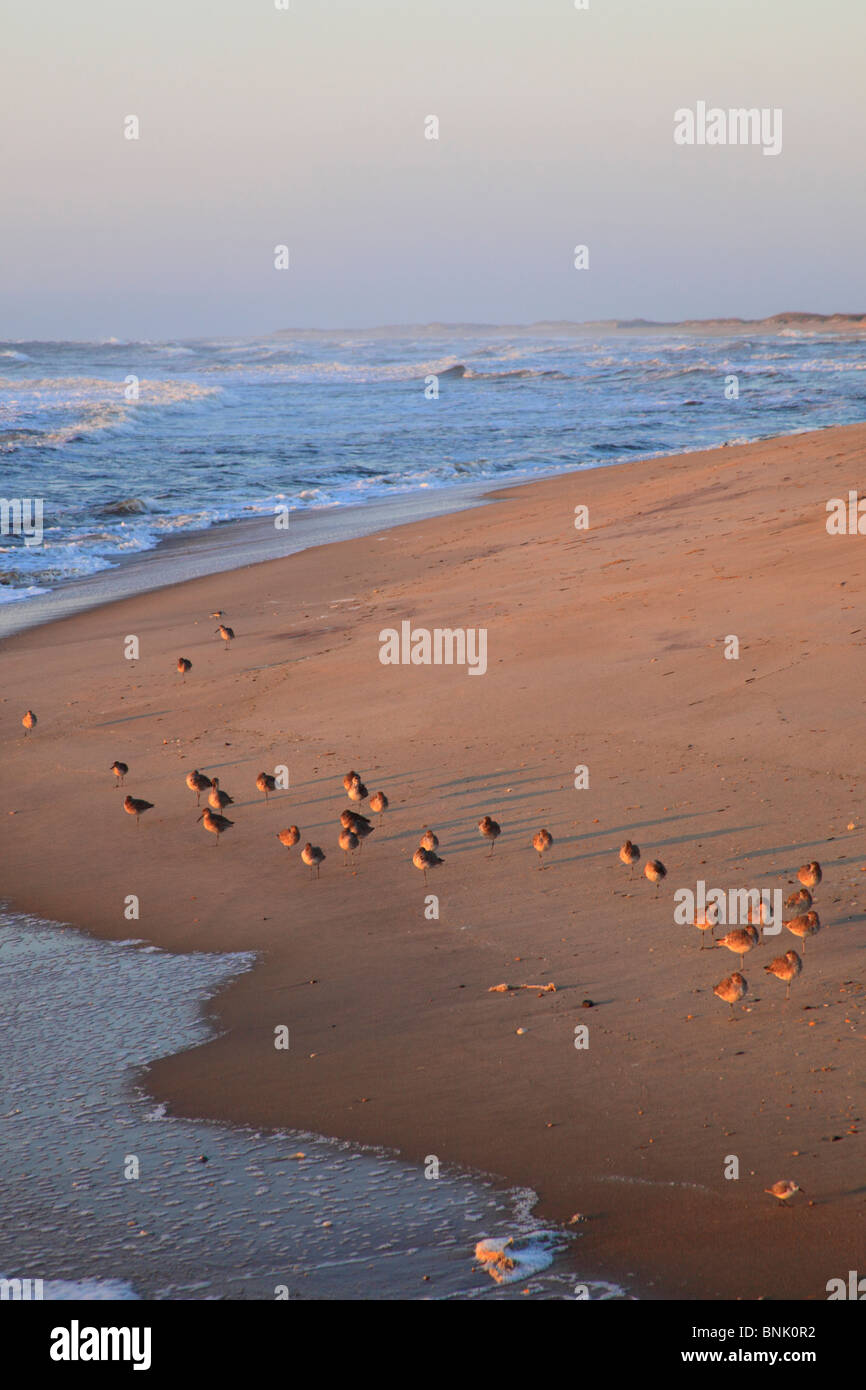 Rivage sur la plage au lever du soleil, Cape Hatteras National Seashore, Outer Banks, Buxton, North Carolina, États-Unis Banque D'Images