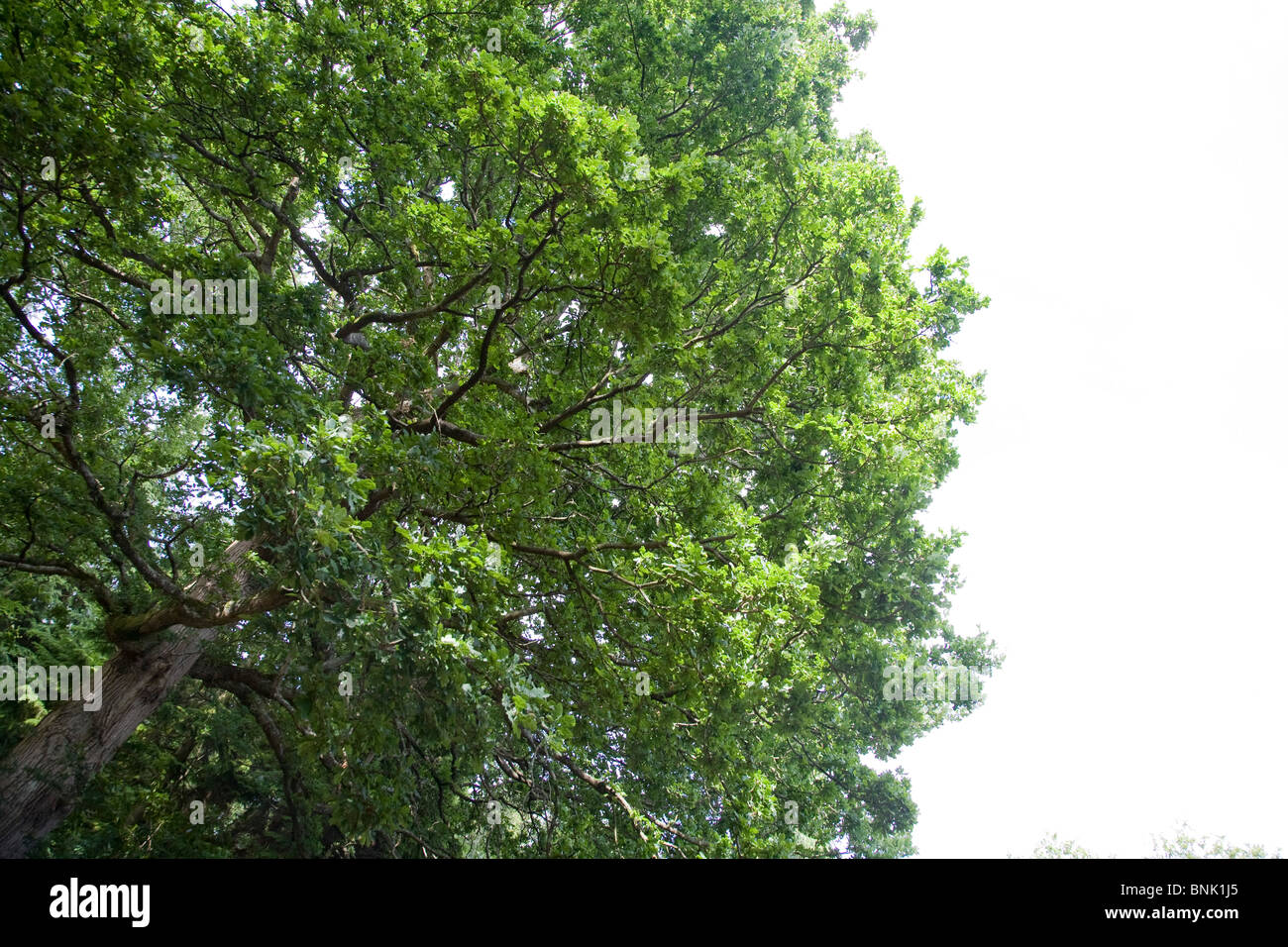 Le sommet d'un grand chêne dans la lumière du jour. Banque D'Images