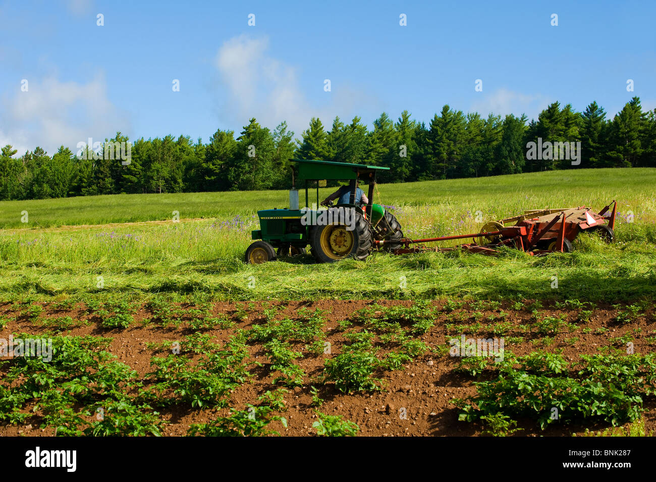 Un agriculteur de la tonte sa grosse récolte de foin sauvage Banque D'Images
