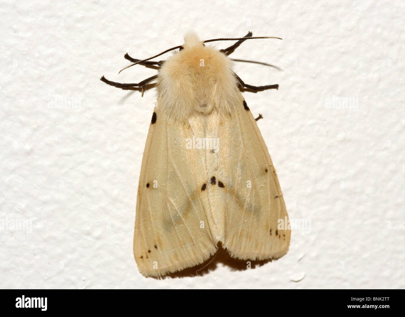 Buff hyponomeute du Spilosoma luteum Banque D'Images