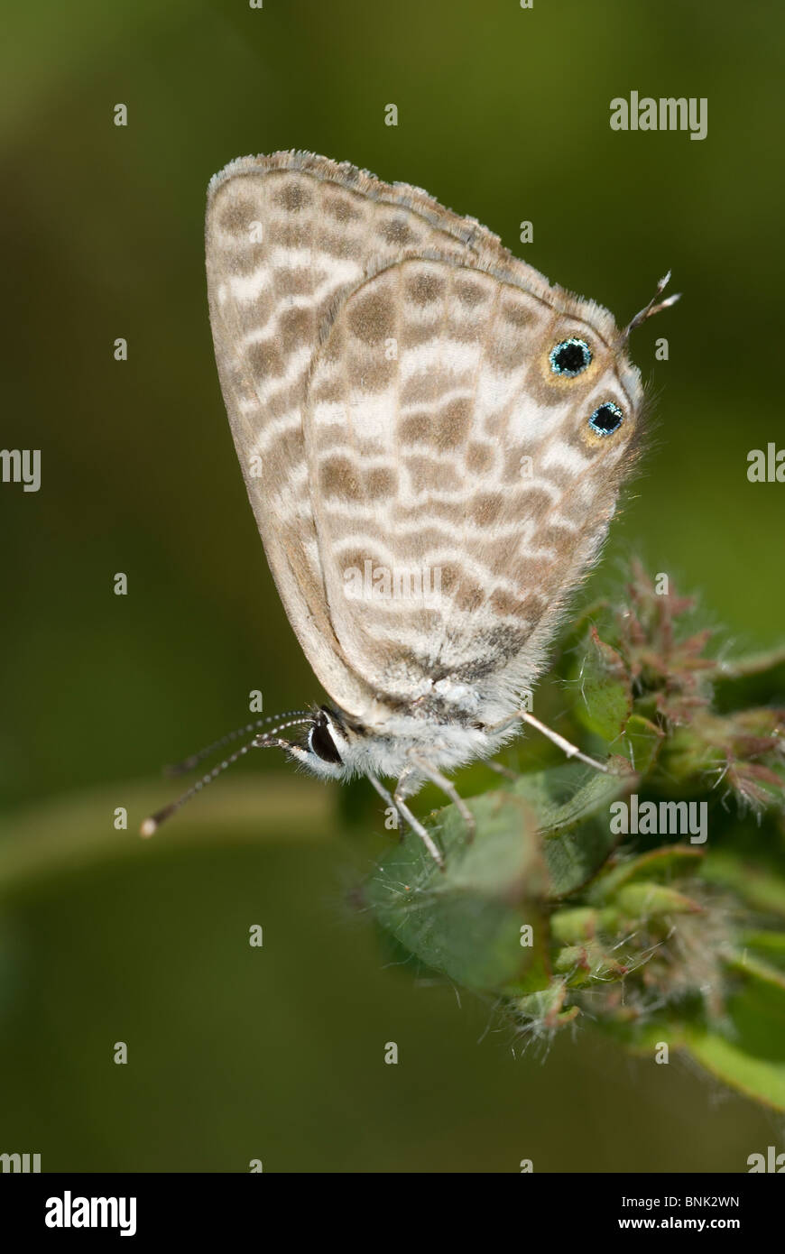 Lang est courte queue bleu (Leptotes pirithous) Banque D'Images