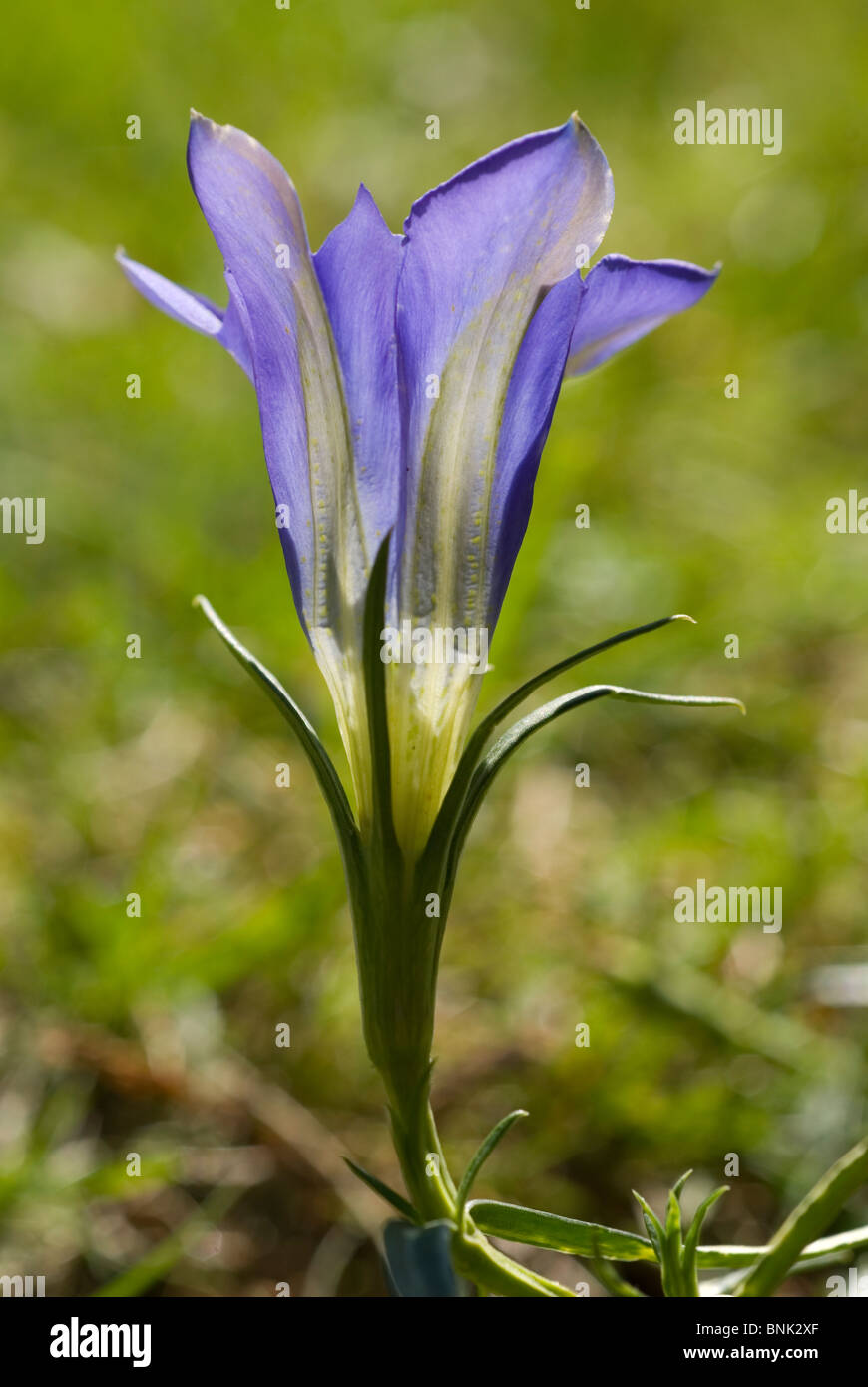 Gentiane des marais (Gentiana pneumonanthe) Banque D'Images