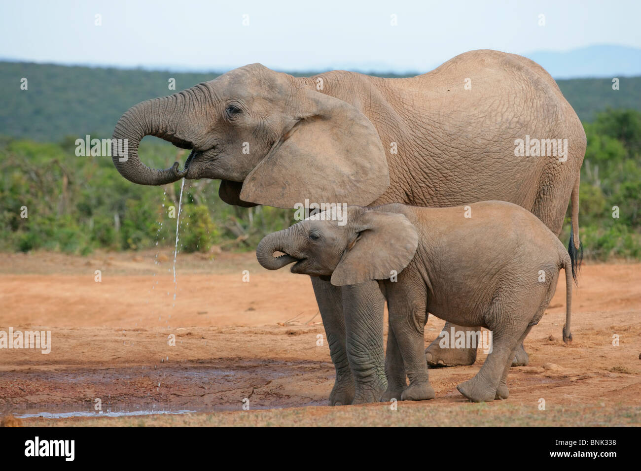 L'alcool l'éléphant (Loxodonta africana), l'Addo Elephant National Park, Afrique du Sud Banque D'Images