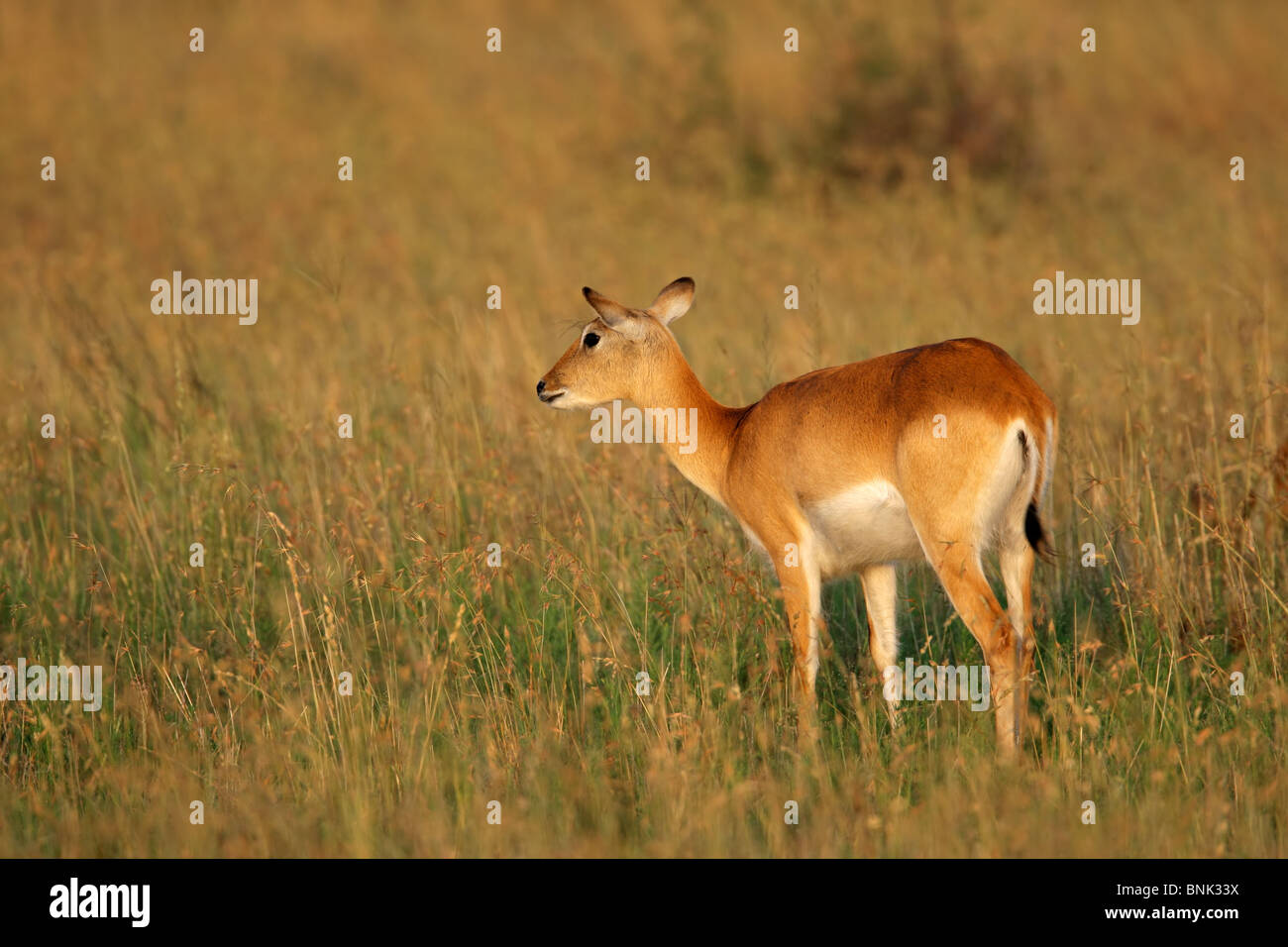 Les cobes lechwes rouges Kobus leche (antilope), l'Afrique australe Banque D'Images