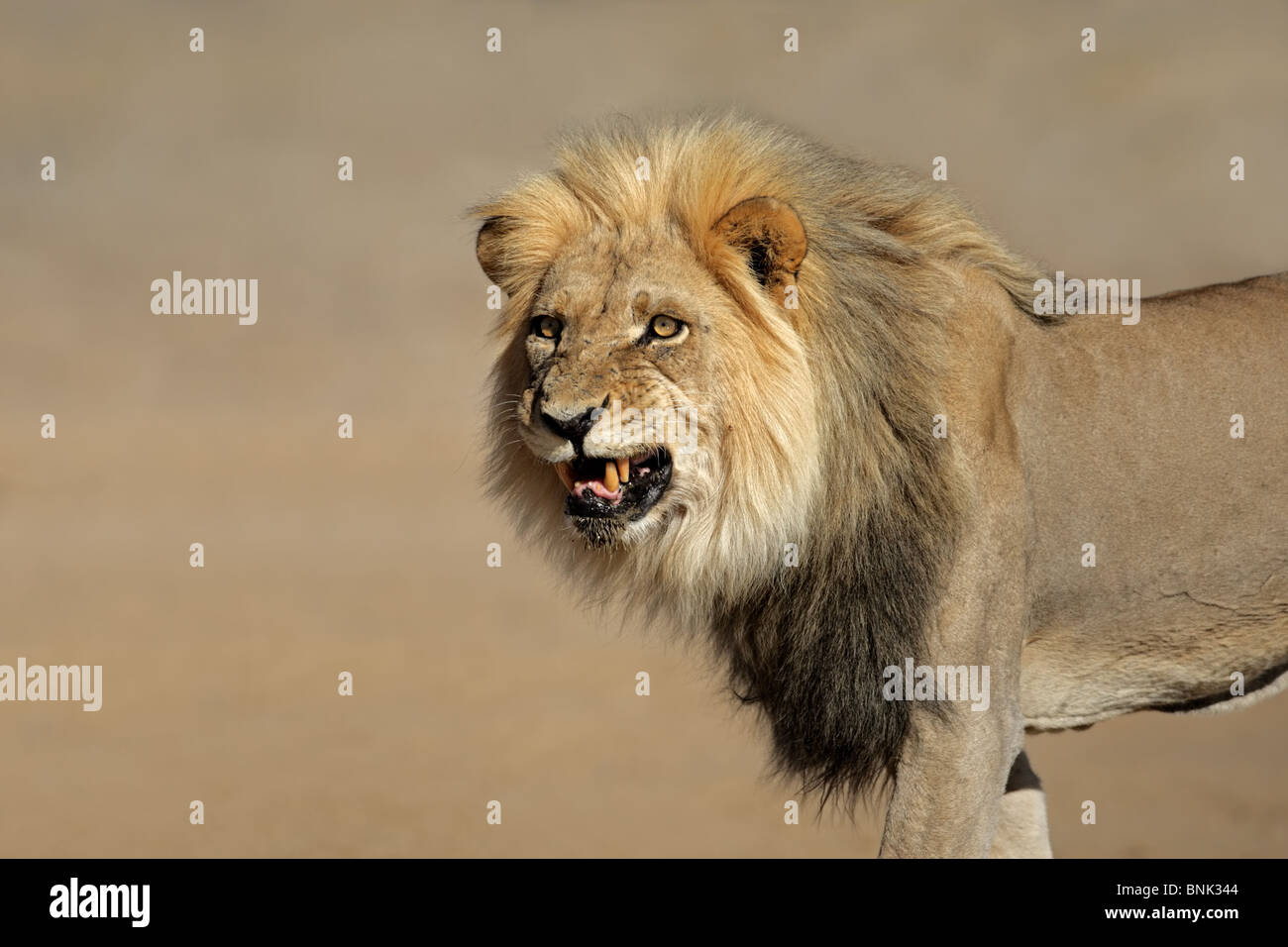 Snarling grand mâle African lion (Panthera leo), désert du Kalahari, Afrique du Sud Banque D'Images