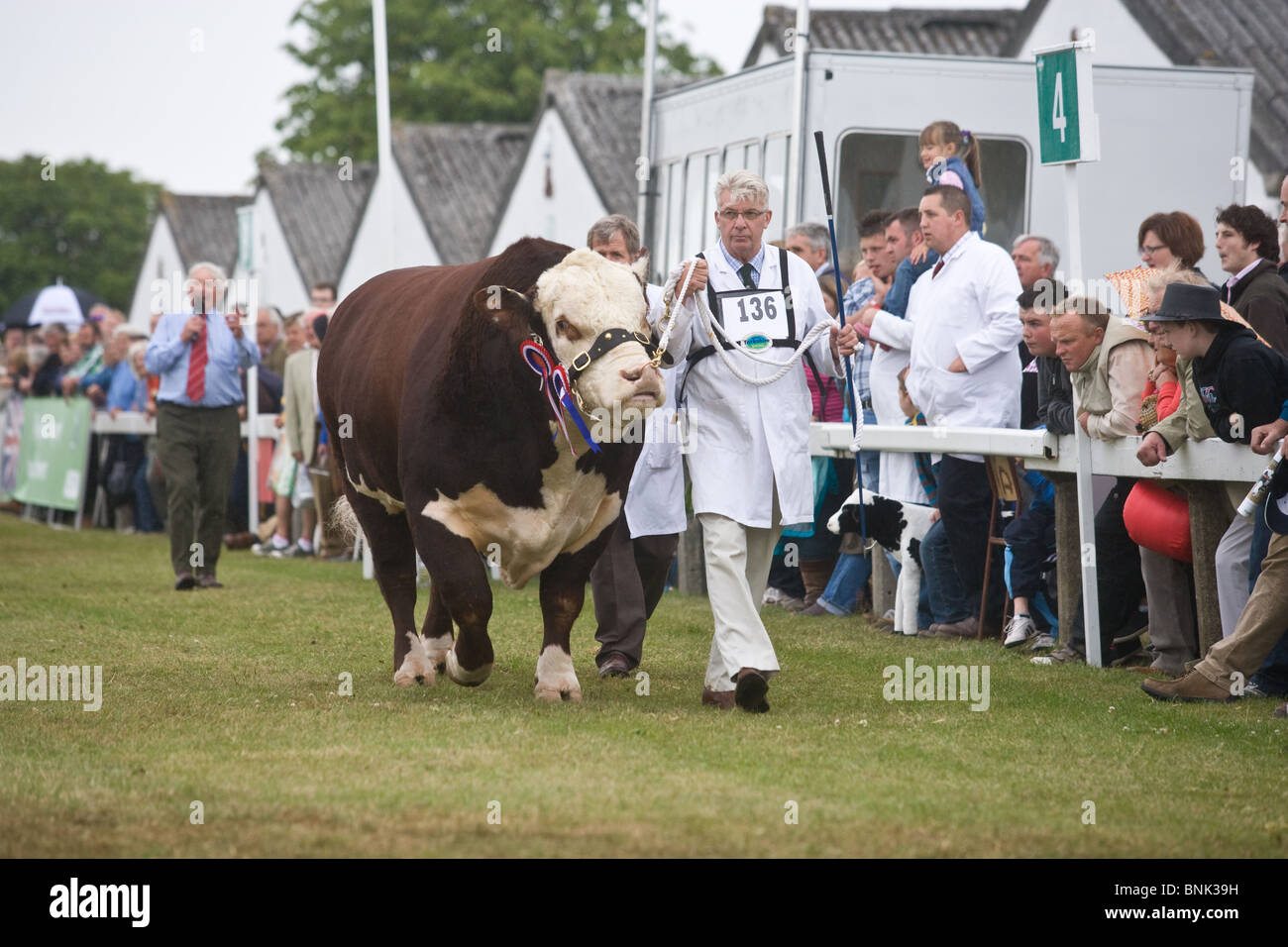 Classes de bovins étant jugé à l'édition 2010 du grand spectacle du Yorkshire Banque D'Images