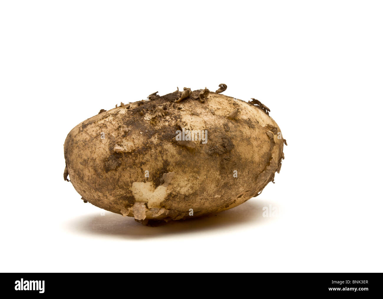 Lincoln de pommes de terre nouvelles à partir de la perspective peu isolés contre fond blanc. Banque D'Images