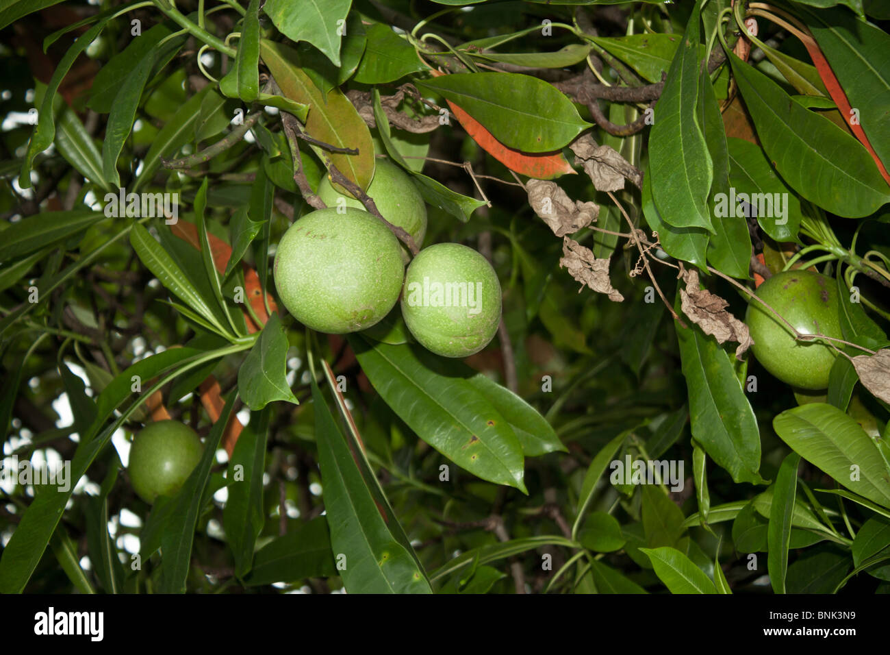 Marmelade de fruits sapotille Manilkara zapota prune twig mieux connu en Inde comme Chikoo ou Chiku verts Banque D'Images