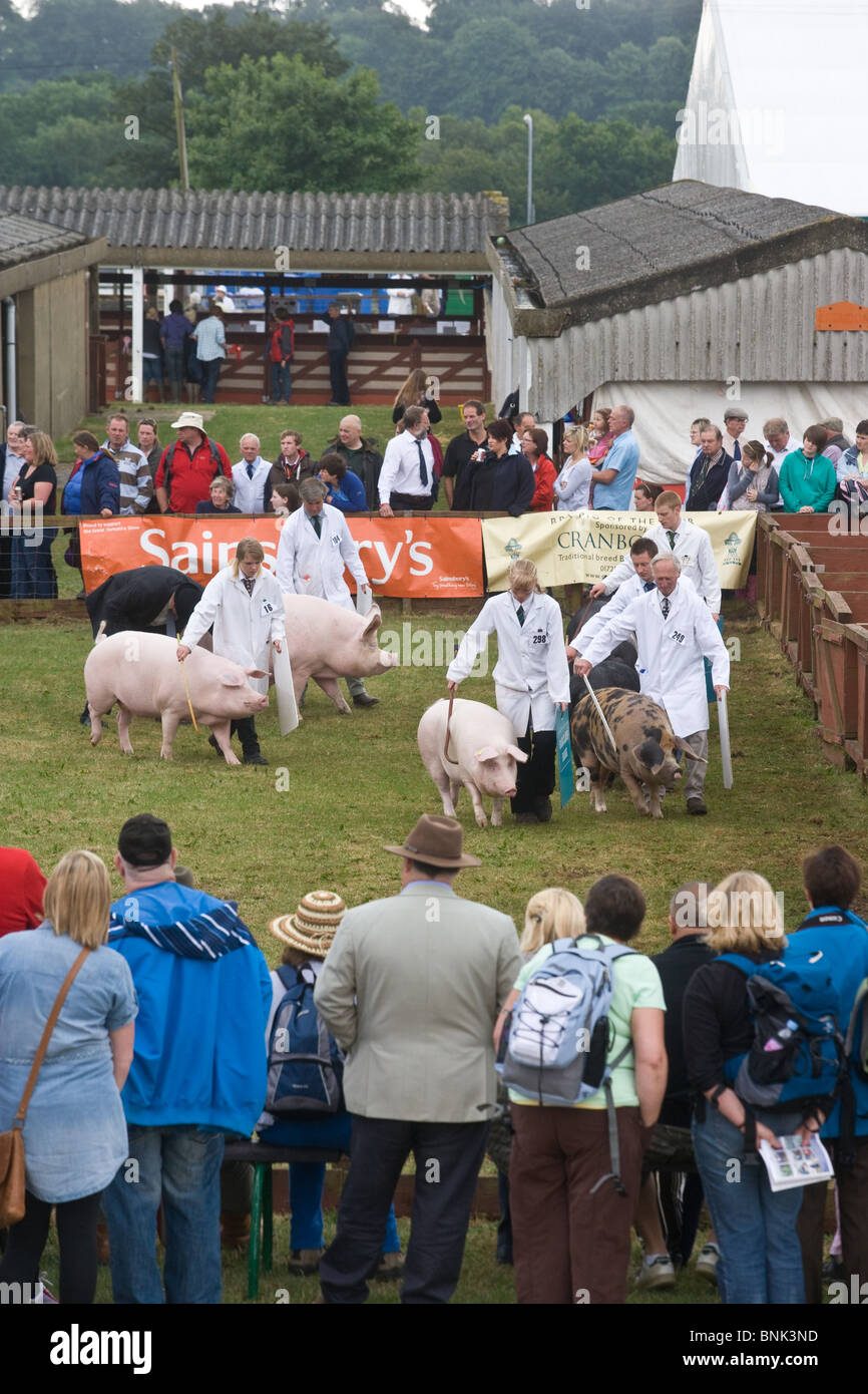 Classes de porc étant jugé à l'édition 2010 du grand spectacle du Yorkshire Banque D'Images