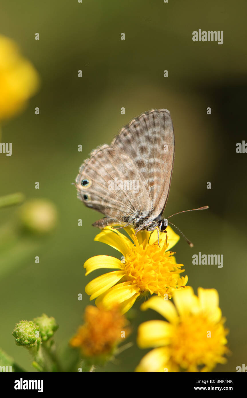 papillon brun Banque D'Images