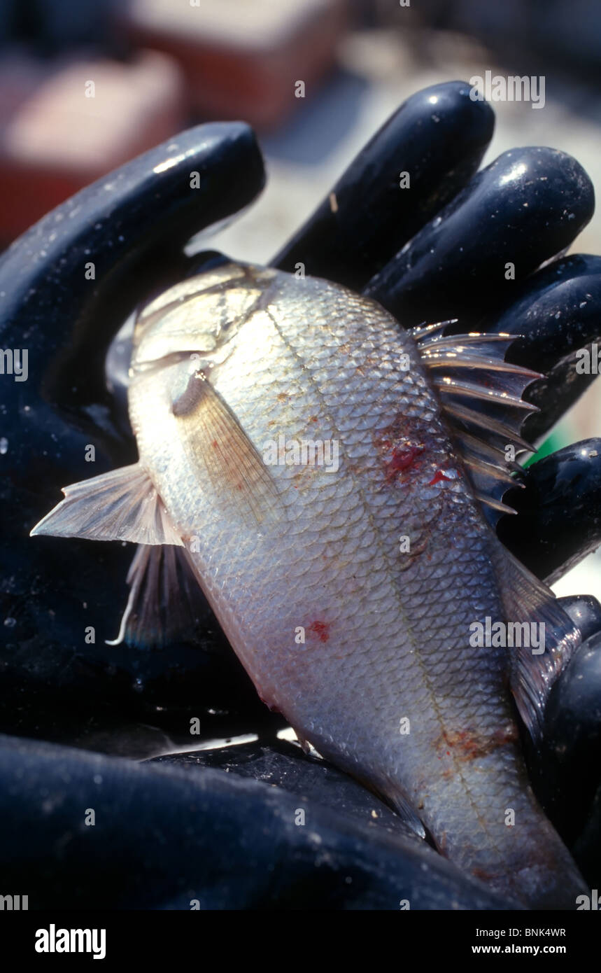 SHELLTOWN, MD, USA - 1997/09/25 : Un biologiste marin détient un poisson Menhaden avec des plaies ouvertes à partir de la chair de manger la pfiesteria foyer de maladie dans le fleuve Pocomoke le long de la baie de Chesapeake le 25 septembre 1997 dans Shelltown, Maryland. L'épidémie a causé une perte de 43 millions de dollars en recettes de la pêche et l'on pense être causées par le ruissellement de fumier de poulet de ferme dans la région. (Photo de Richard Ellis) Banque D'Images