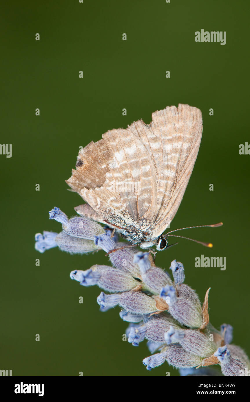 papillon brun Banque D'Images