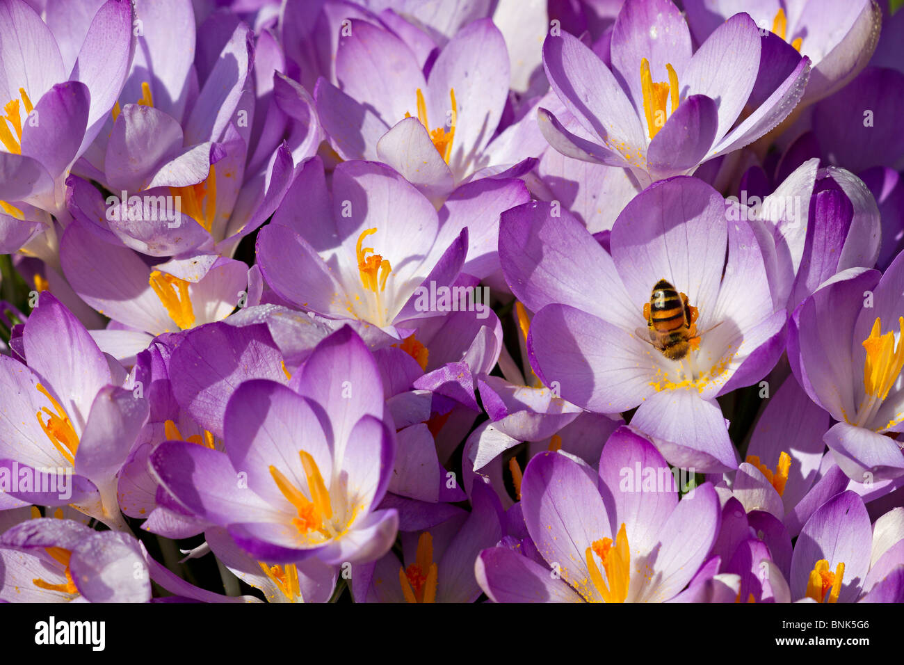 Une seule Abeille domestique (Apis mellifera) venant butiner les crocus lilas au début du printemps dans le Sussex, UK Banque D'Images