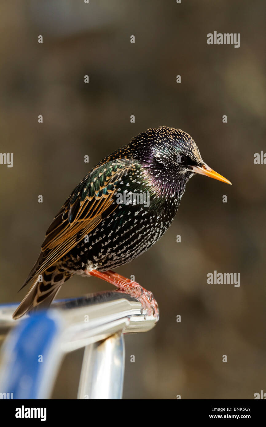 Starling ; Sternus vulgaris ; Banque D'Images