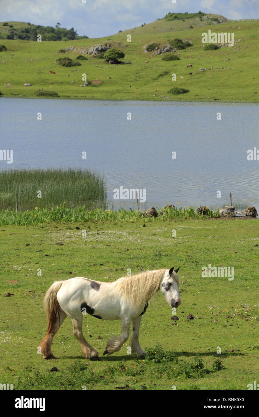 Un cheval solitaire de la scène à Lough Gur, République d'Irlande. Banque D'Images