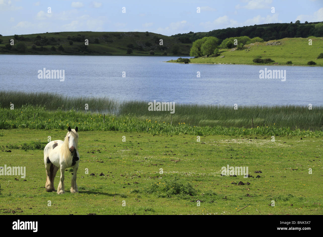 Un cheval solitaire de la scène à Lough Gur, République d'Irlande. Banque D'Images