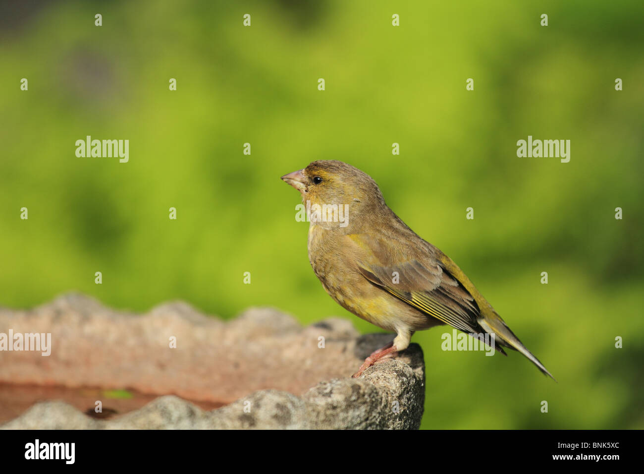 Un nouveau véritable Verdier (Carduelis chloris) : Amérique Latine prend un repos sur un bain d'oiseaux. Banque D'Images