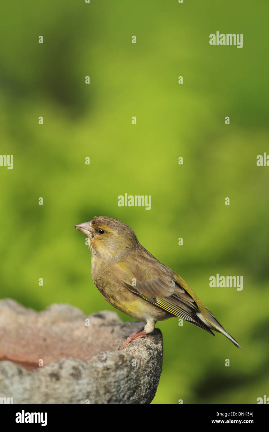 Un nouveau véritable Verdier (Carduelis chloris) : Amérique Latine prend un repos sur un bain d'oiseaux. Banque D'Images