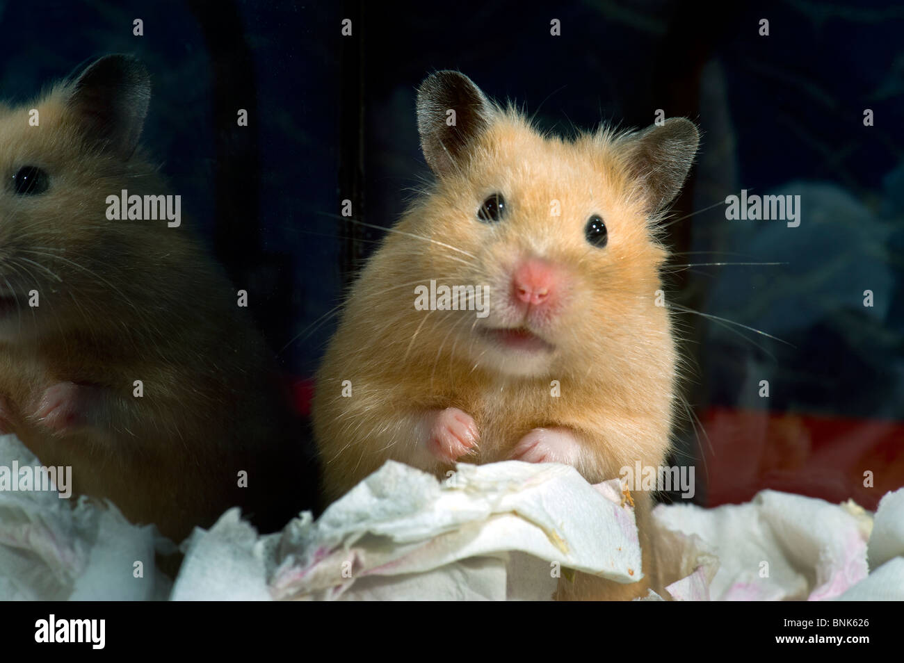 Hamster de couleur crème s'asseoir assis debout fond sombre noir fond goldhamster Hamster permanent stand regard regarder p Banque D'Images