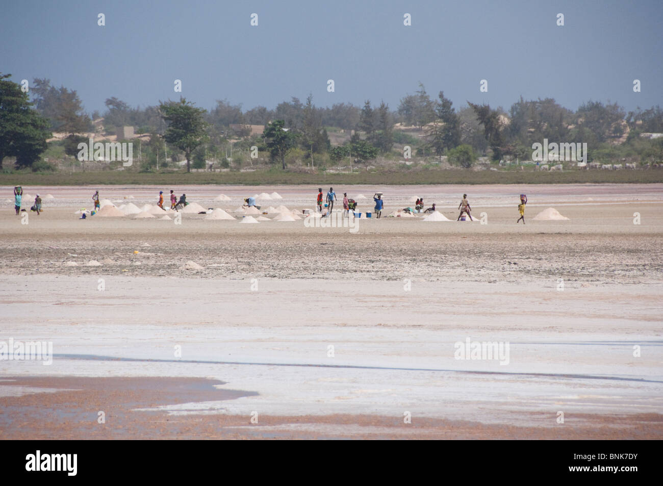 Afrique, Sénégal, Dakar. Le Lac Rose de Retba. La récolte de sel de voirie le long de la rive du lac. Banque D'Images