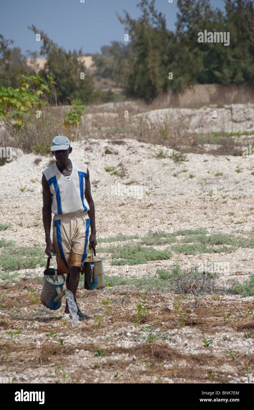 Afrique, Sénégal, Dakar. L'agriculture de subsistance (persil) sur les rives de la Lac Rose de Retba. Banque D'Images