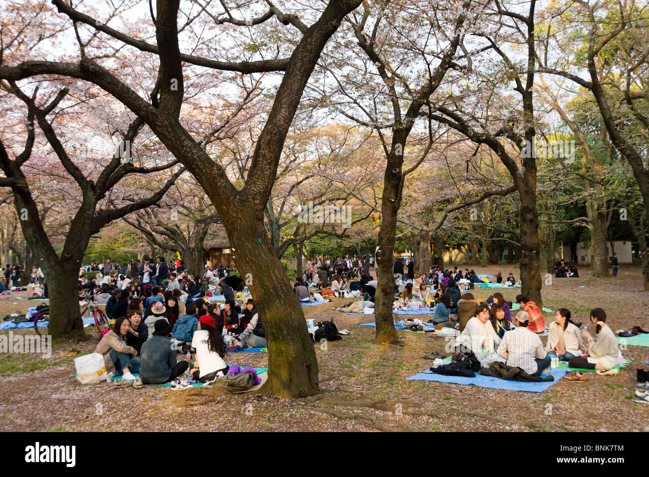 Les adolescents ayant des pique-niques dans le Parc Yoyogi, Shibuya, Tokyo, Japon Banque D'Images