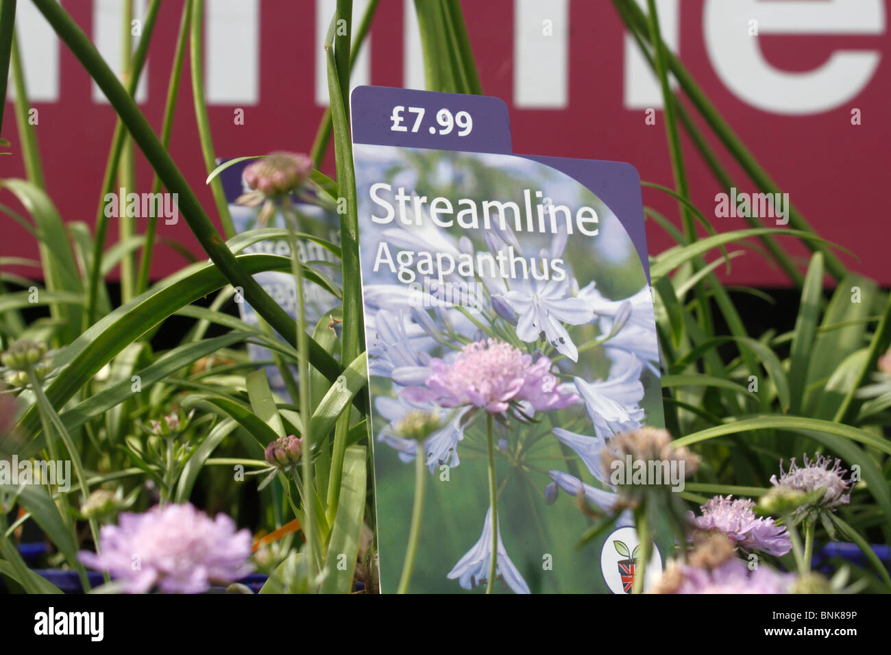 Agapanthus 'rationaliser', 'rationaliser lily africains','Streamline' est une petite plante vivace semi-sempervirente avec des touffes de strap-comme, Banque D'Images