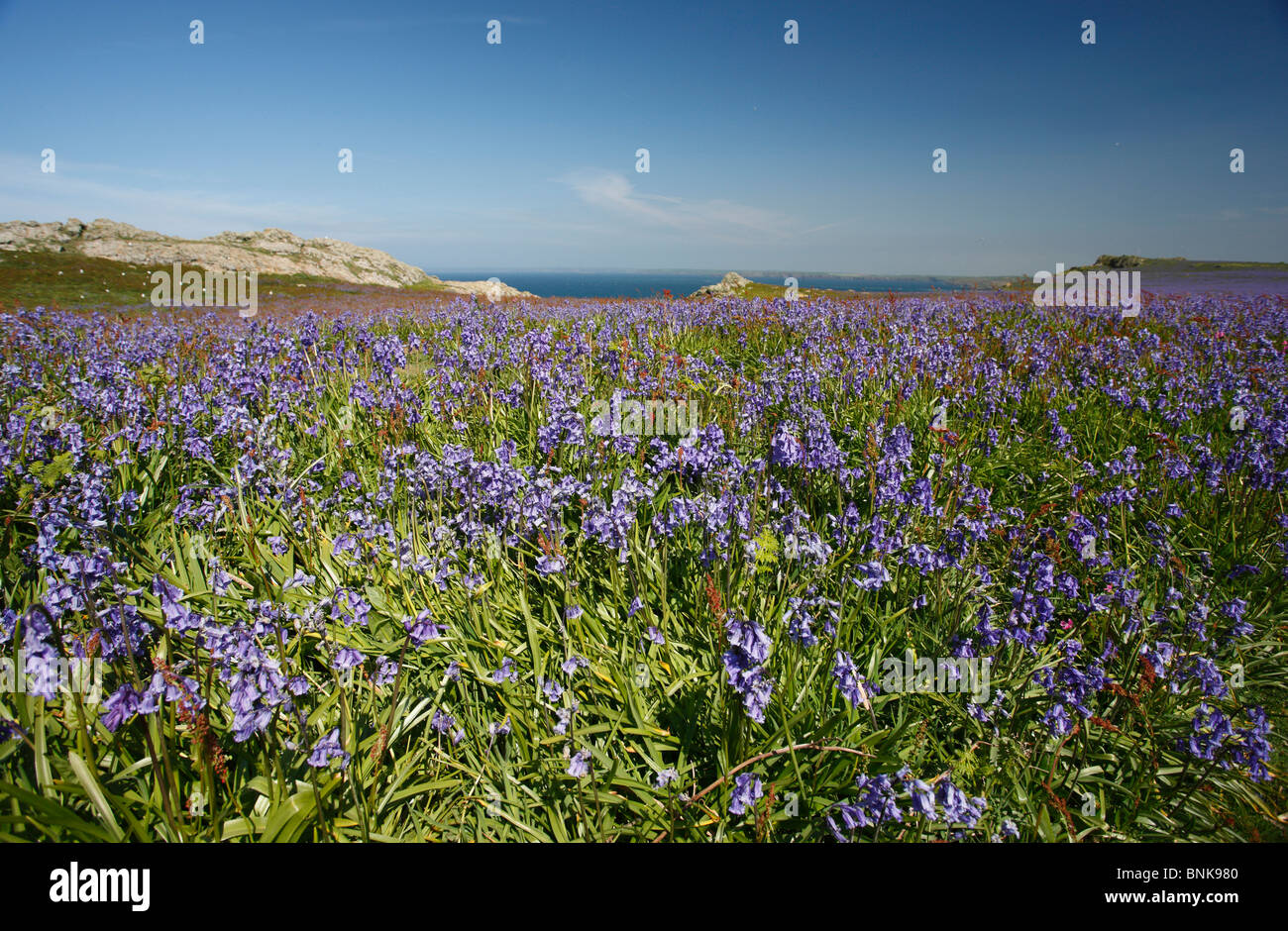 Domaines de l'île de Skomer jacinthes Banque D'Images