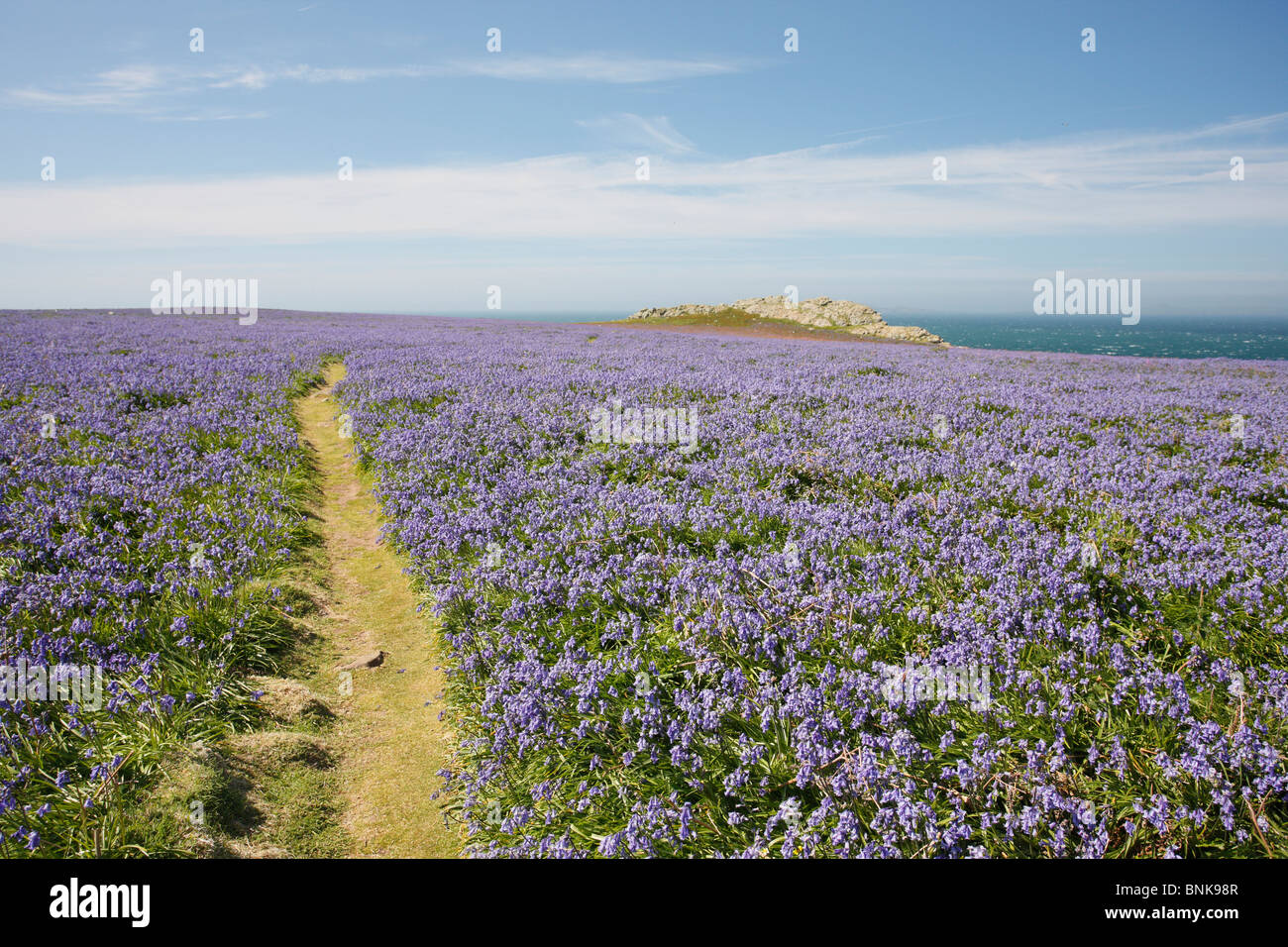 Domaines de l'île de Skomer jacinthes Banque D'Images