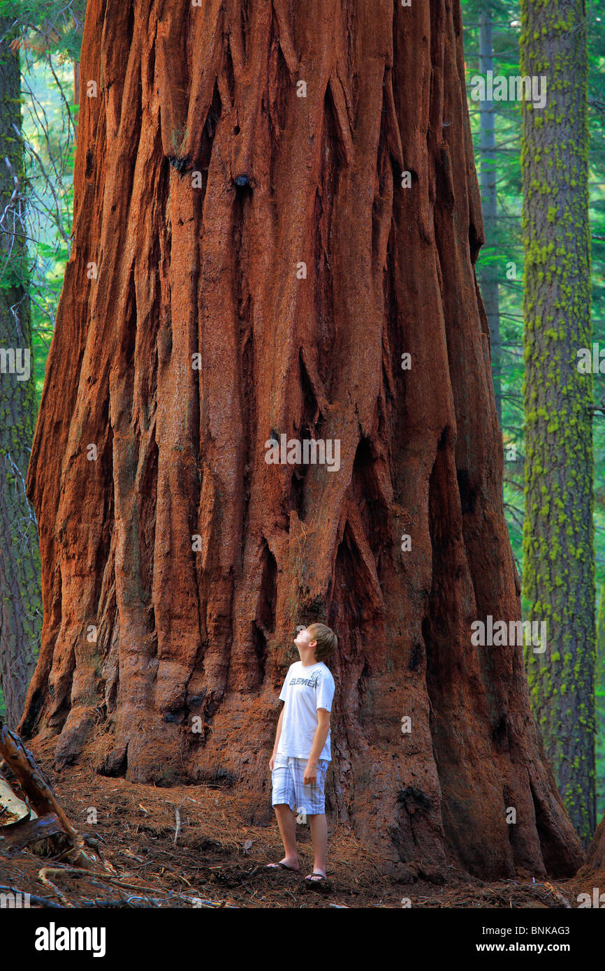Plant sequoia tree young Banque de photographies et d'images à haute  résolution - Alamy