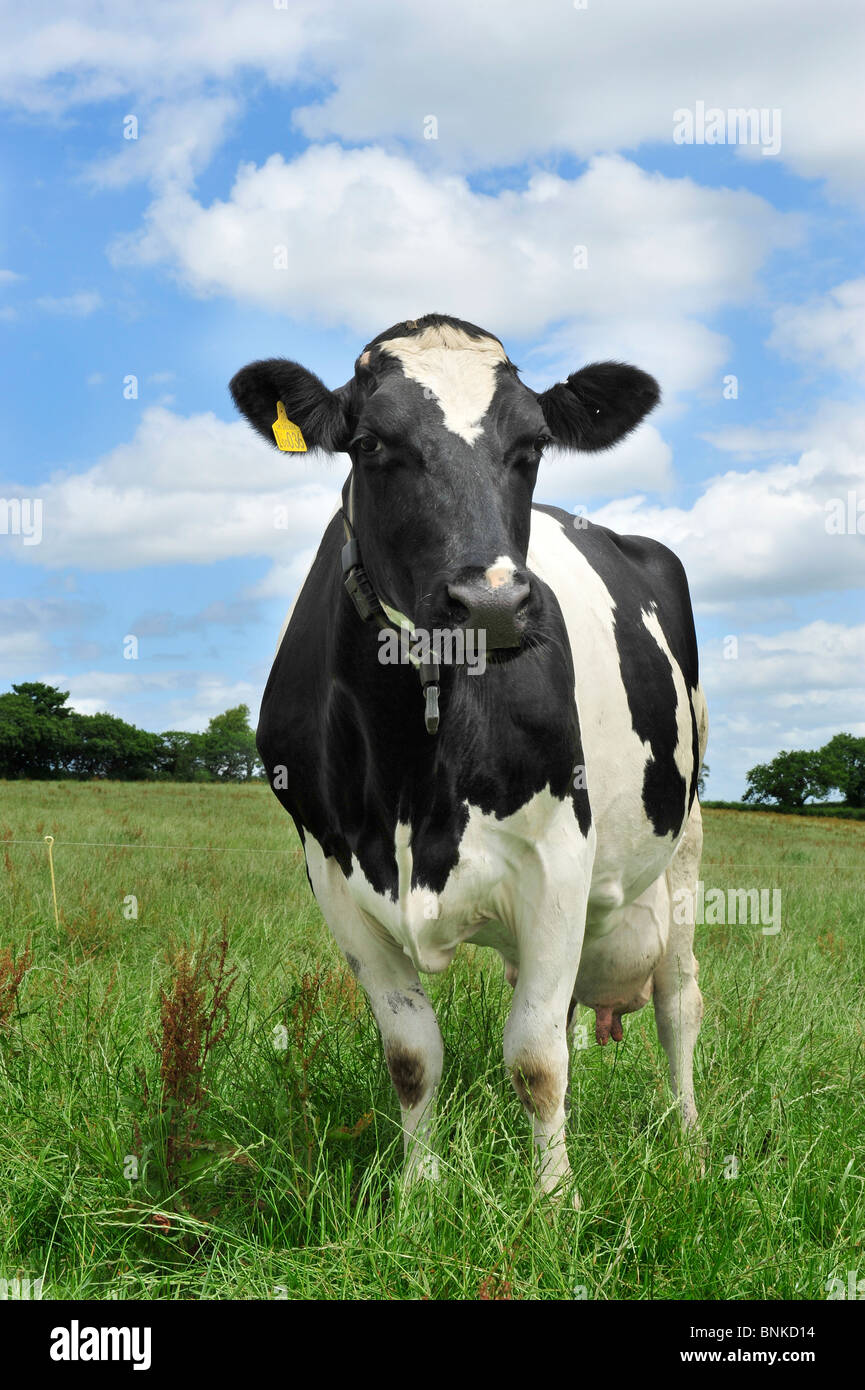 L'herbe à vache Holstein Banque D'Images