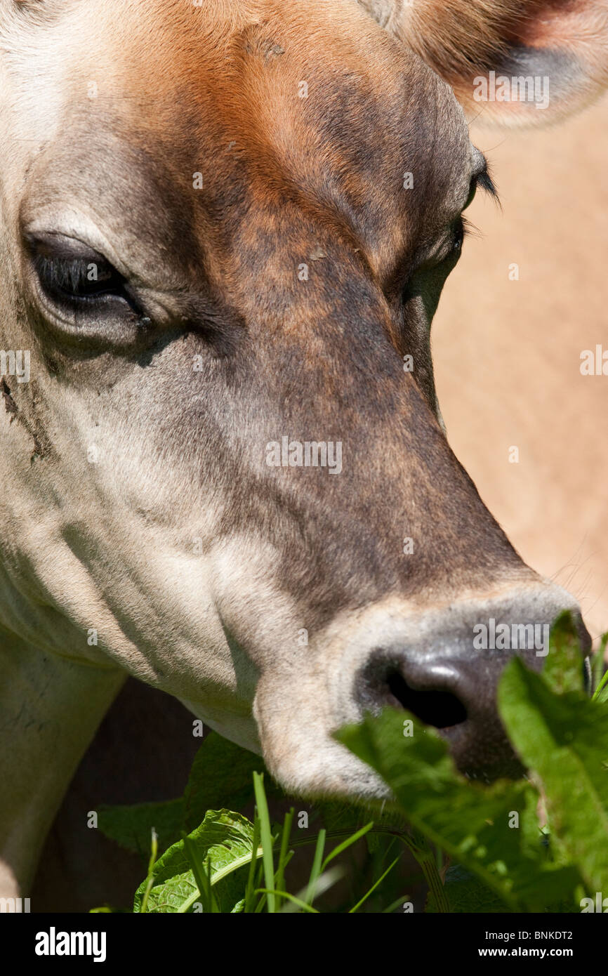 Une vache mange de l'herbe sur une journée ensoleillée dans le devon Banque D'Images
