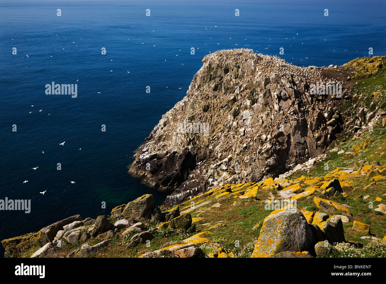 Colonie de Fou de Bassan lointain, grande réserve d'oiseaux de l'île de Saltee, l'Îles Saltee, comté de Wexford, Irlande Banque D'Images