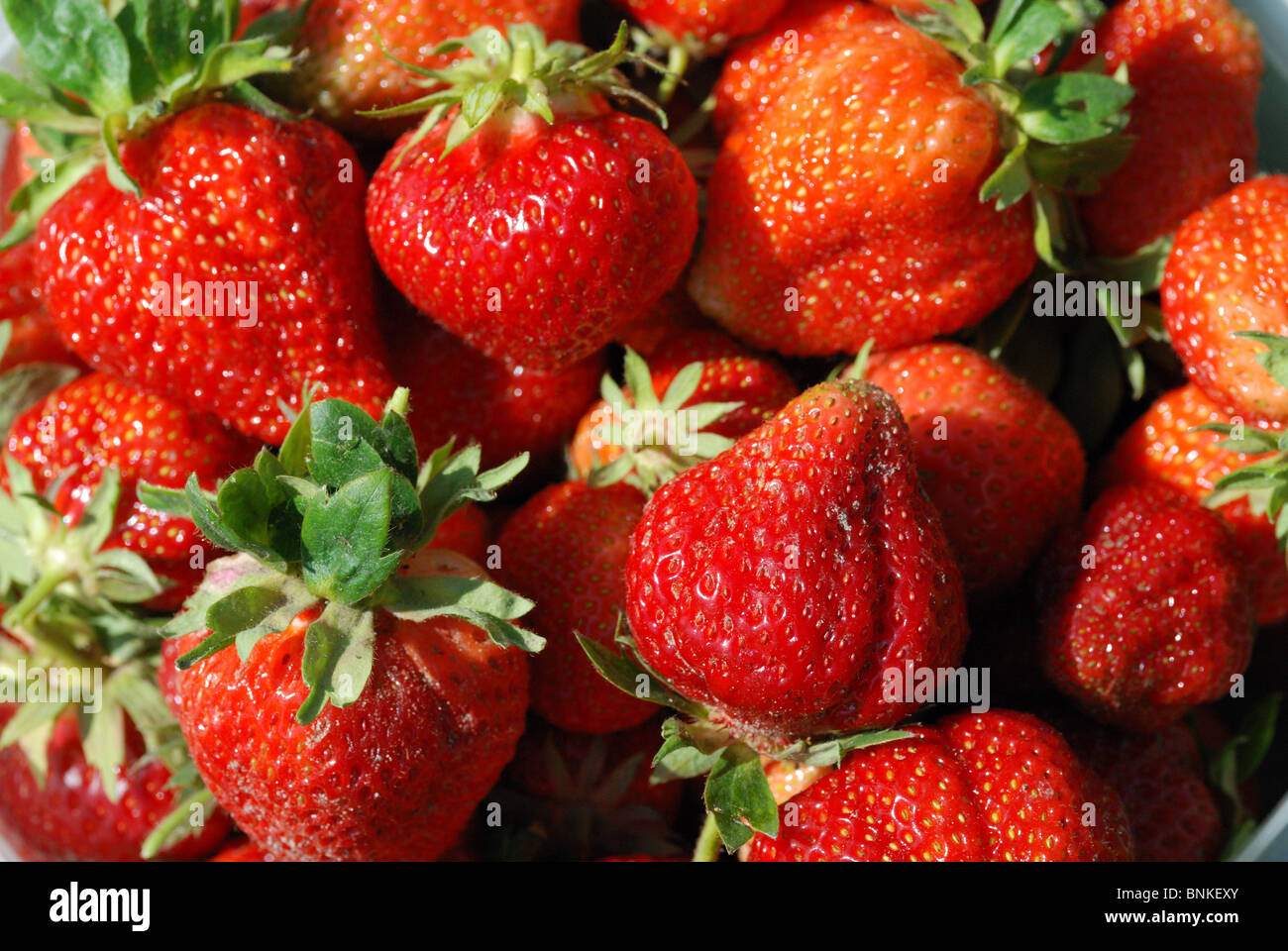 Les fraises de nourriture Nourriture fruit fruité couleur rouge jardin choisi fermer manger fraîchement verspeissen fête grignoter profiter de nombreuses feuilles vert Banque D'Images
