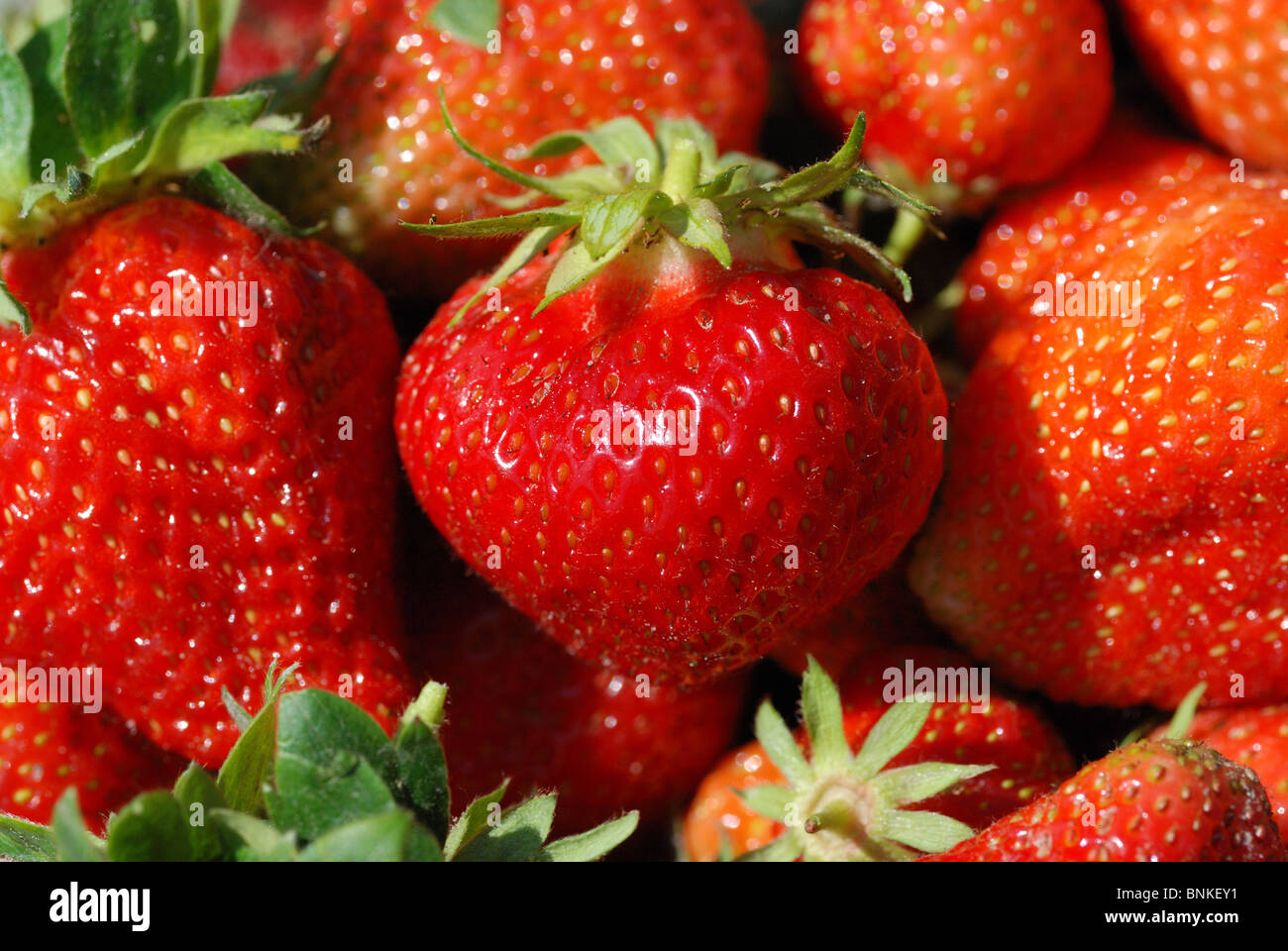 Les fraises de nourriture Nourriture fruit fruité couleur rouge jardin choisi fermer consommer manger fraîchement quartet fête profitez de nombreuses feuilles vert certains Banque D'Images