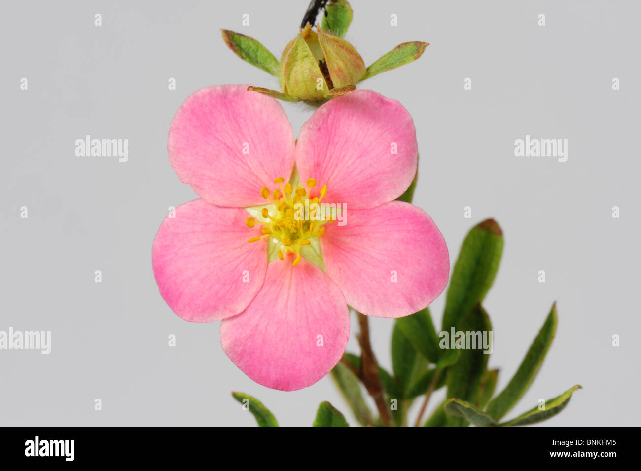 Fleur d'un rock rose rose (Potentilla fruticosa) Banque D'Images