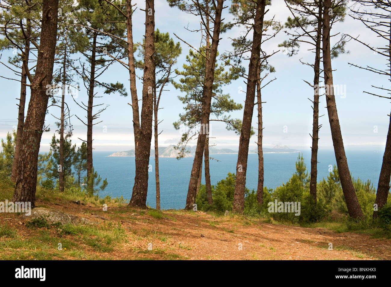 Vue sur les îles Cies à travers les arbres, au large de la côte près de Vigo Pontevedra, Galice, Nord Ouest de l'Espagne Banque D'Images