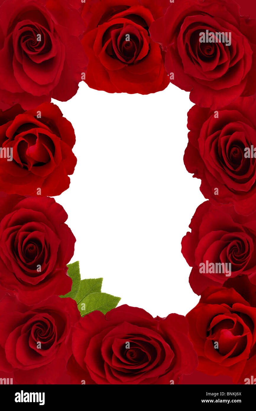 Une trame de roses rouges et feuilles vertes with copy space Banque D'Images