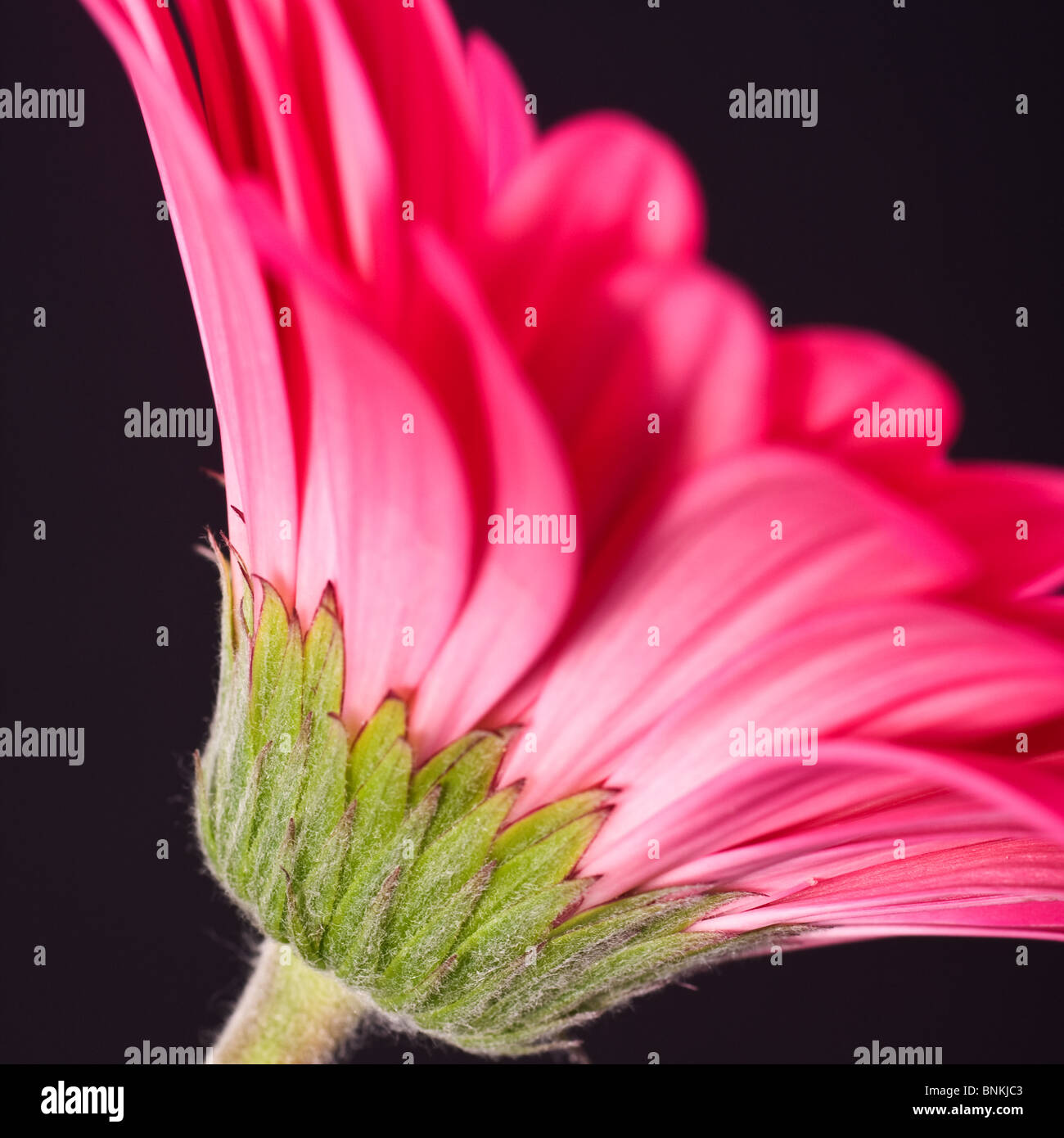 Gerbera rose sur un fond noir Banque D'Images