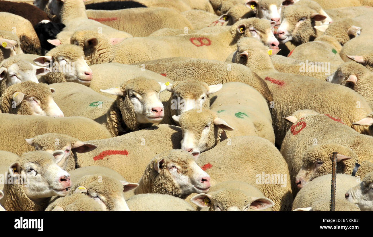 Gammes de poêles poêles mouton laine agneau viande groupe plages des animaux destinés à l'élevage l'agriculture laineux bêtes Banque D'Images