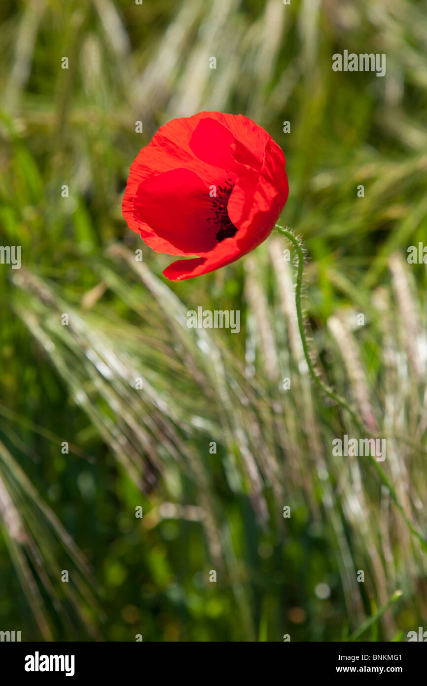 Coquelicot rouge (Papaver rhoeas) Banque D'Images