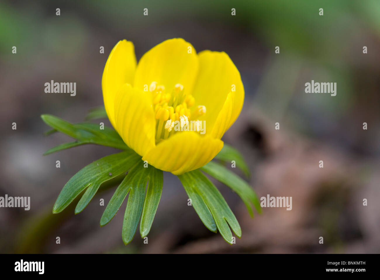 Eranthis hyemalis Aconit d'hiver ; Banque D'Images