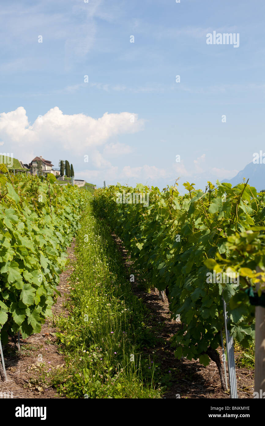 Lavaux, vignobles en terrasses, Lutry, Suisse. Banque D'Images
