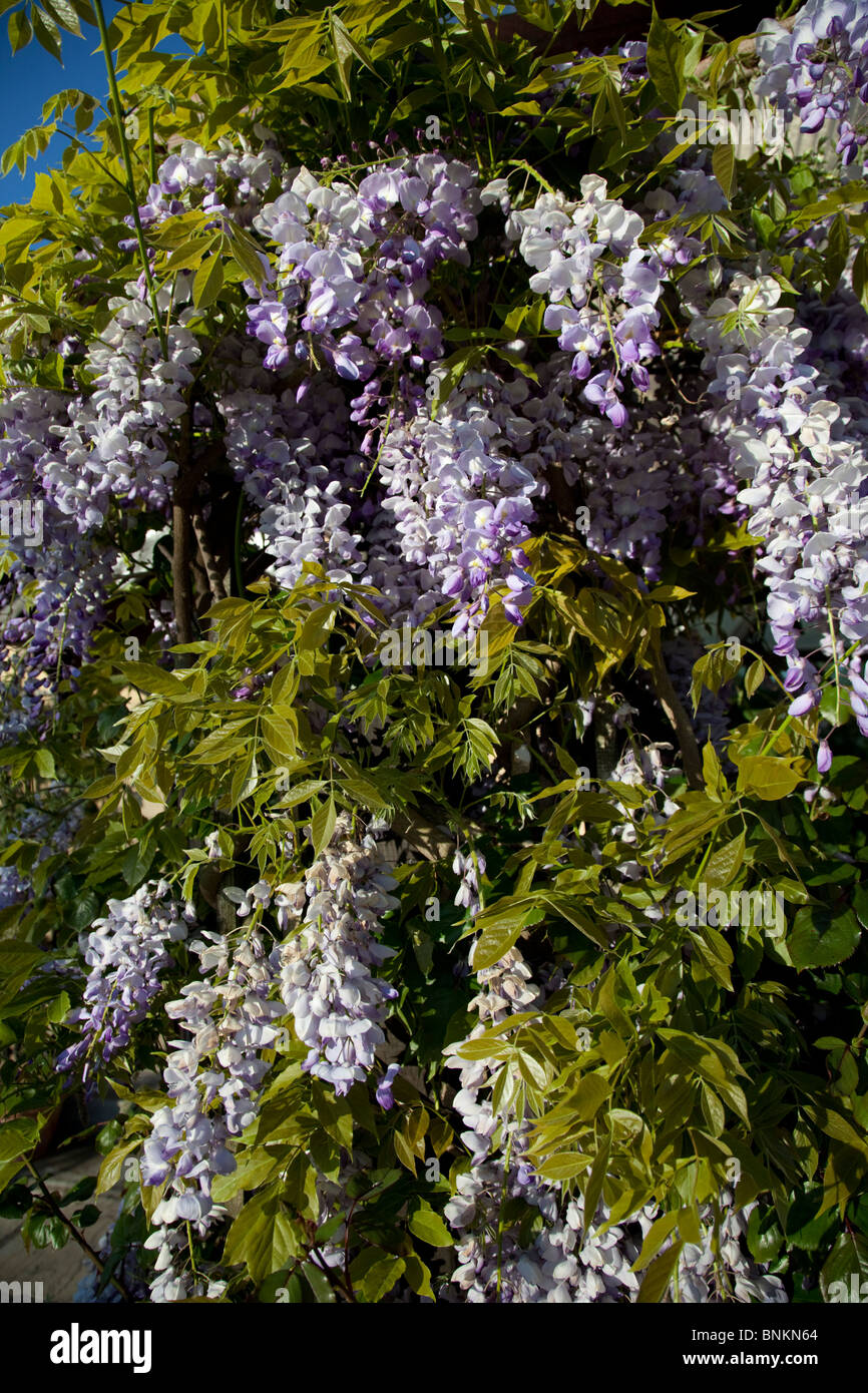 Les fleurs de glycine UK Cotswolds Banque D'Images
