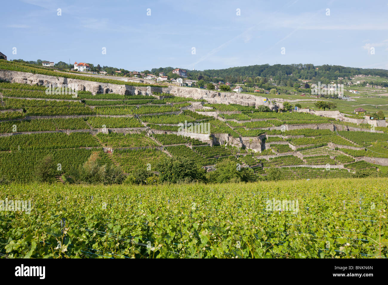 Vignobles en terrasses, Rivaz, Lavaux, lac de Genève, Suisse. Banque D'Images