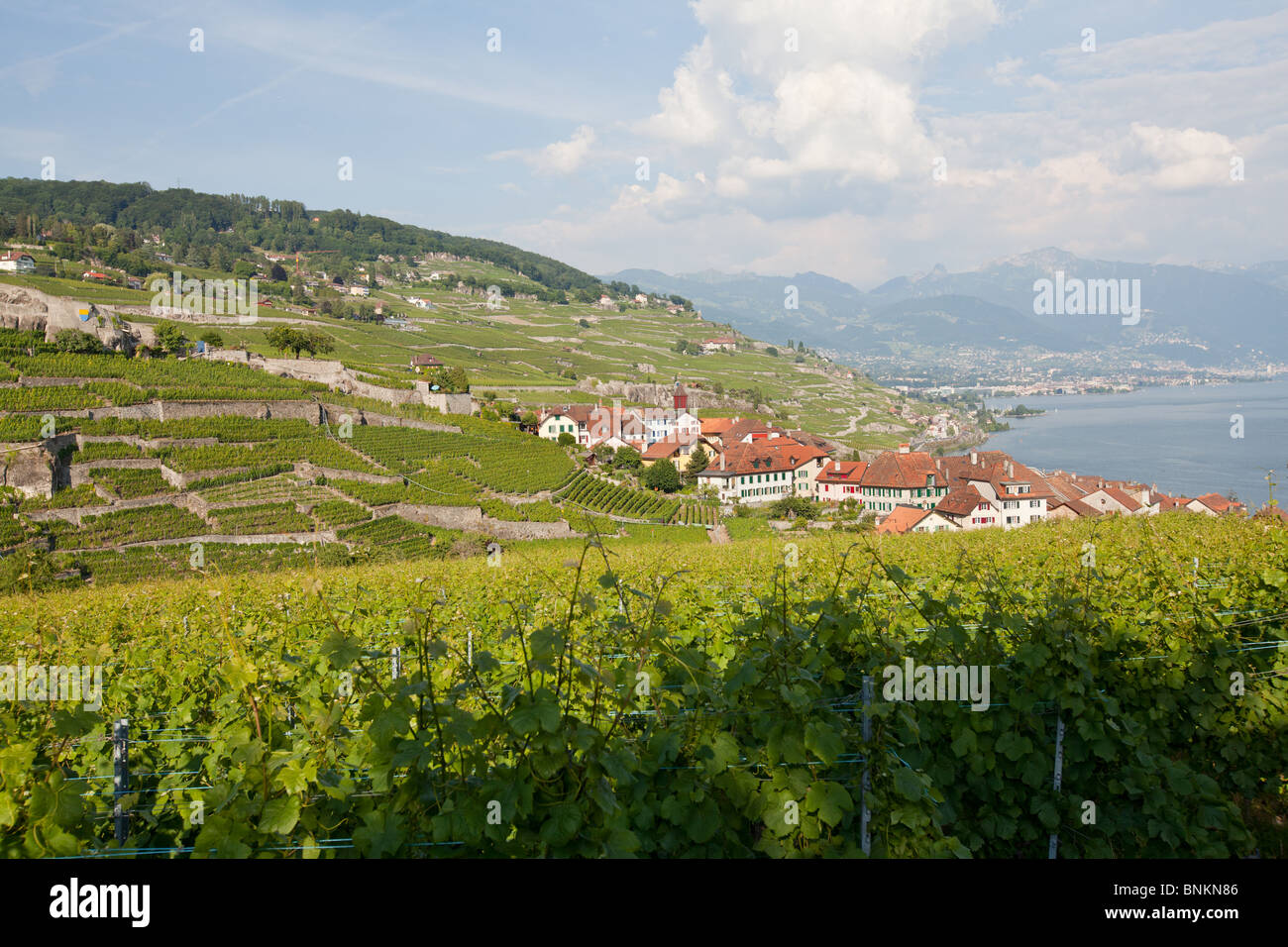 Vignobles en terrasses, Rivaz, Lavaux, lac de Genève, Suisse. Banque D'Images