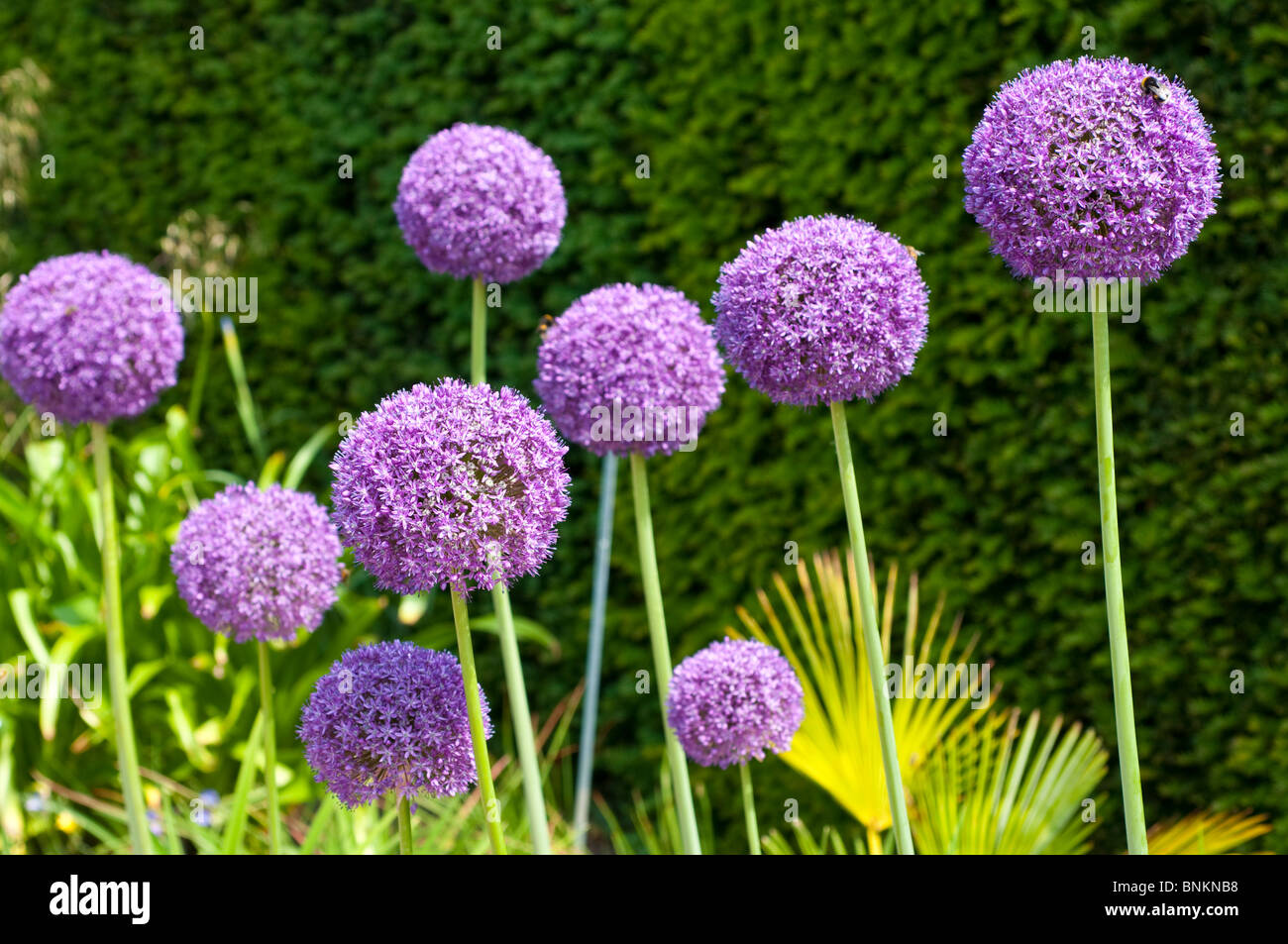 L'Ambassadeur d'Allium fleurs Banque D'Images