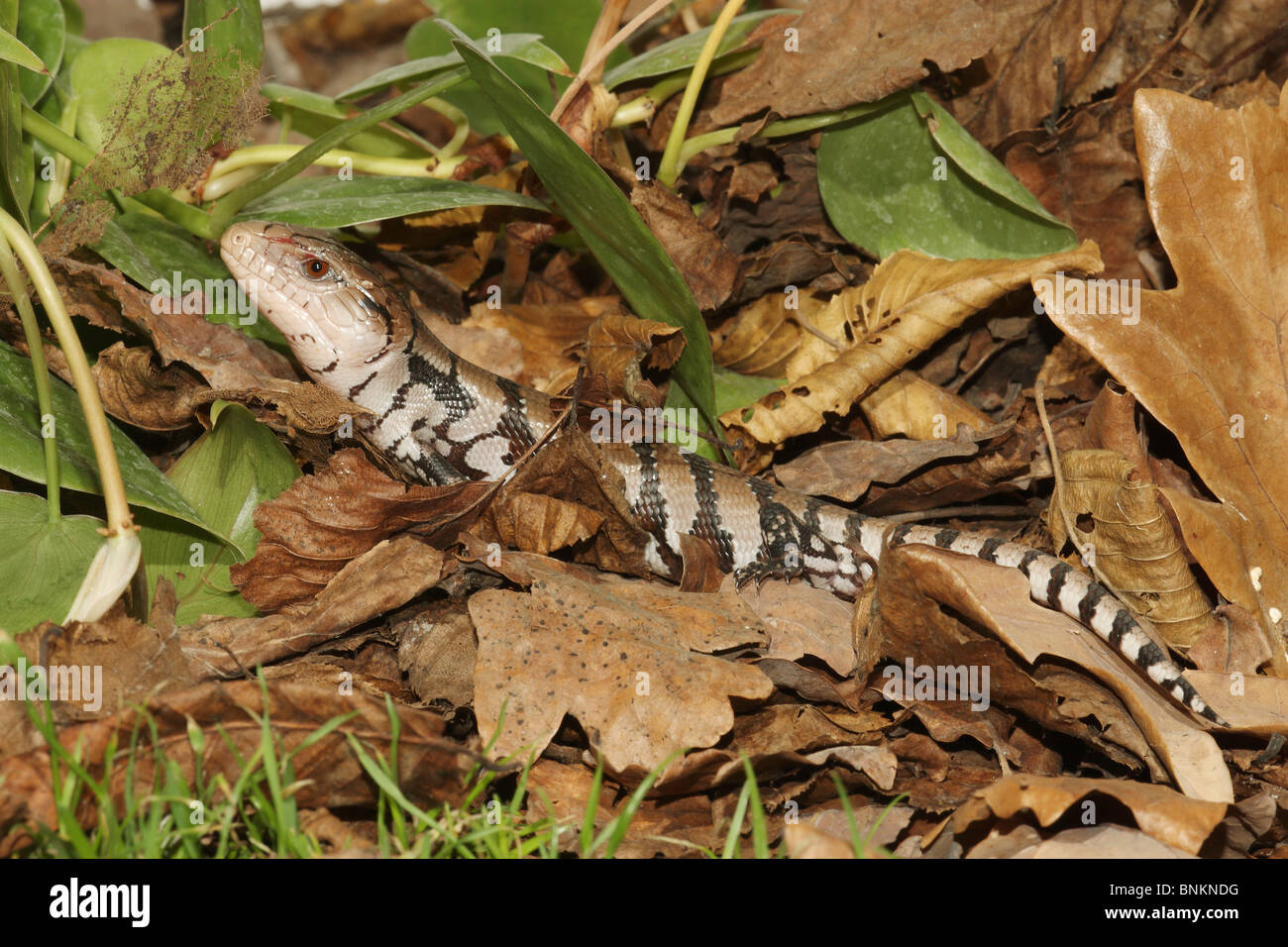 Les jeunes Eastern Blue-tongued Lizard dans le feuillage / Tiliqua scincoides Banque D'Images